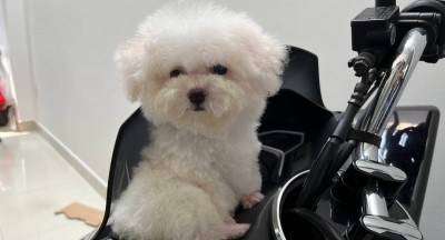 Chó Poodle – Tìm hiểu nguồn gốc, cách nuôi