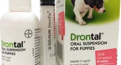 Tại sao phải tẩy giun cho cún? Loại thuốc tẩy giun nào nên dùng?