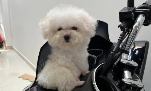 Chó Poodle – Tìm hiểu nguồn gốc, cách nuôi