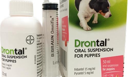 Tại sao phải tẩy giun cho cún? Loại thuốc tẩy giun nào nên dùng?